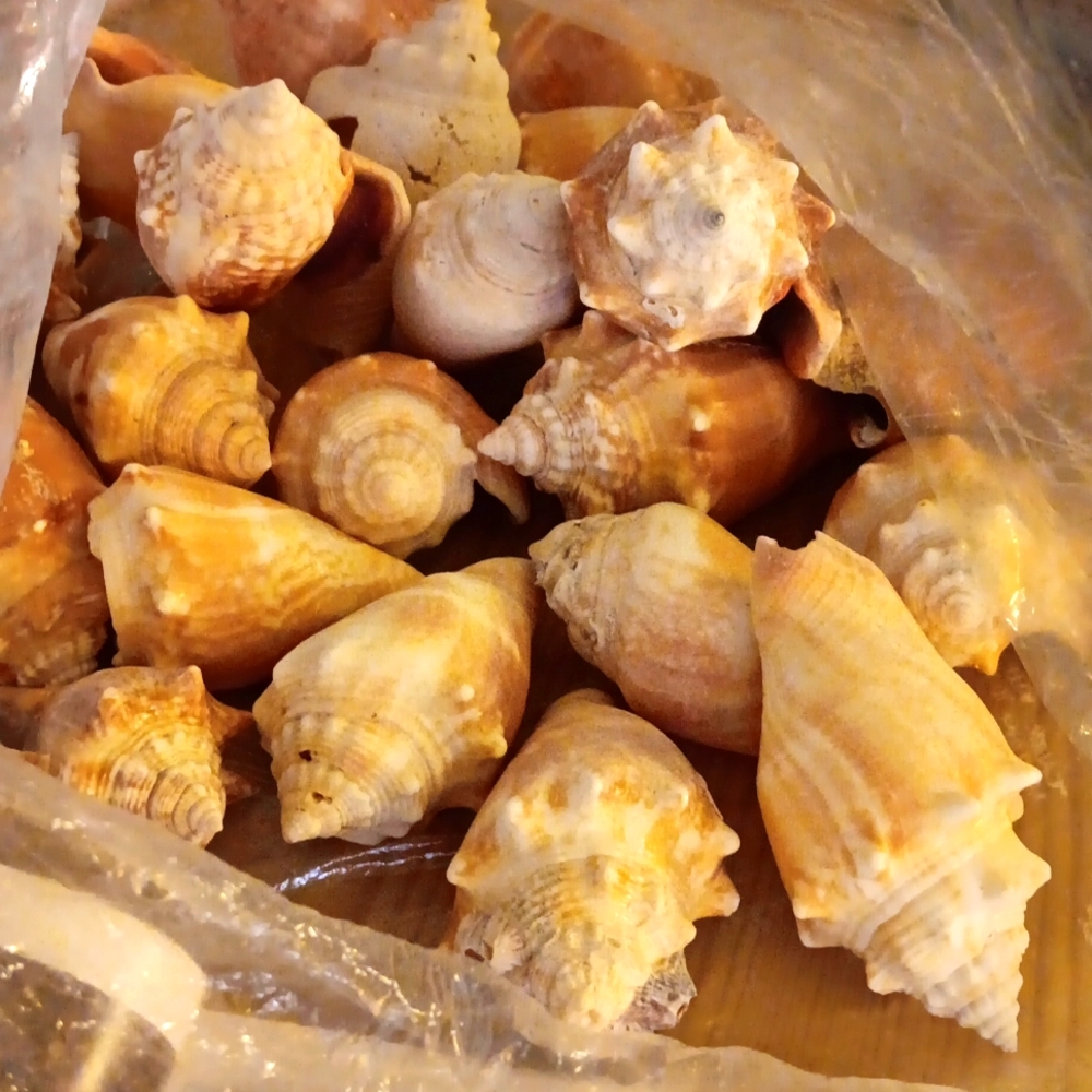 Fighting Conch Shells.